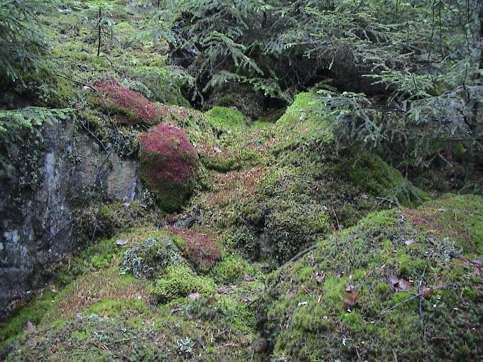 Natur 0159.JPG